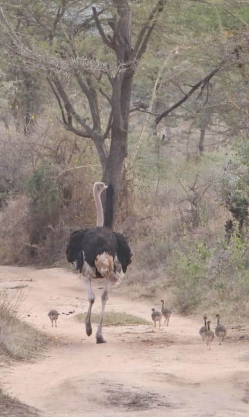 Children Protecting Ostrich Nests